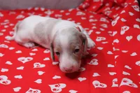 Glacier, a male Miniature Dachshund for sale in Weaubleau, MO – Photo 8 of 9