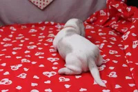 Glacier, a male Miniature Dachshund for sale in Weaubleau, MO – Photo 6 of 9