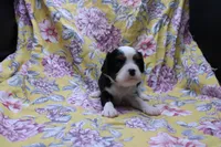 Wisteria, a female Cavalier King Charles Spaniel for sale in Weaubleau, MO – 4 of 4