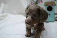 Penny, a female Miniature Dachshund for sale in Weaubleau, MO – 4 of 10