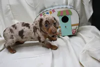 Kiari, a female Miniature Dachshund for sale in Weaubleau, MO – 5 of 10