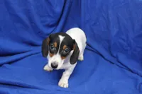 Eliza, a female Miniature Dachshund for sale in Weaubleau, MO – 9 of 10