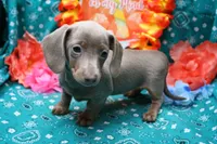 Whimsy, a female Miniature Dachshund for sale in Weaubleau, MO – 1 of 10