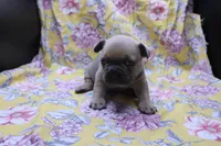 Pat, a male French Bulldog for sale in Weaubleau, MO – 2 of 8