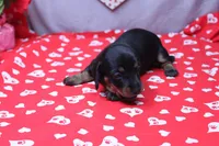 Alba, a female Miniature Dachshund for sale in Weaubleau, MO – Photo 8 of 9