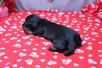 Alba, a female Miniature Dachshund for sale in Weaubleau, MO – Photo 7 of 9