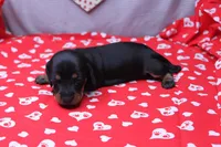 Alba, a female Miniature Dachshund for sale in Weaubleau, MO – Photo 6 of 9