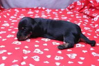 Alba, a female Miniature Dachshund for sale in Weaubleau, MO – Photo 9 of 9