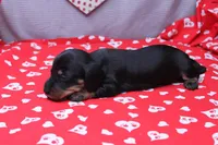 Alba, a female Miniature Dachshund for sale in Weaubleau, MO – Photo 5 of 9