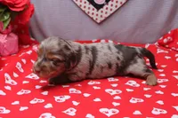 Everly, a female Miniature Dachshund for sale in Weaubleau, MO – Photo 3 of 10