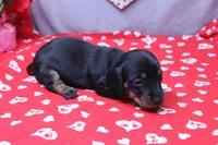 Alba, a female Miniature Dachshund for sale in Weaubleau, MO – Photo 1 of 9