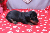 Alba, a female Miniature Dachshund for sale in Weaubleau, MO – Photo 4 of 9