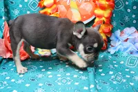 Noble, a male French Bulldog for sale in Weaubleau, MO – 7 of 9