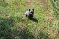 Niles, a male French Bulldog for sale in Weaubleau, MO – 8 of 10