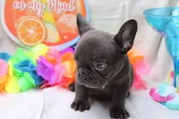 Carmela, a female French Bulldog for sale in Weaubleau, MO – 8 of 10