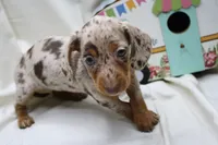 Kiari, a female Miniature Dachshund for sale in Weaubleau, MO – 3 of 10