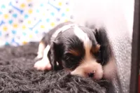 Tinsley, a female Cavalier King Charles Spaniel for sale in Weaubleau, MO – 9 of 9