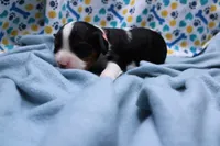 Tinsley, a female Cavalier King Charles Spaniel for sale in Weaubleau, MO – 3 of 9
