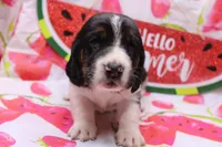Frida, a female Basset Hound for sale in Weaubleau, MO – 2 of 8