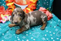 Sepp, a male Miniature Dachshund for sale in Weaubleau, MO – 3 of 9
