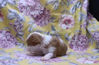 Wilbur, a male Cavalier King Charles Spaniel for sale in Weaubleau, MO – 2 of 4