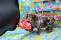 Sepp, a male Miniature Dachshund for sale in Weaubleau, MO – 5 of 9