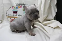 Ralph, a male French Bulldog for sale in Weaubleau, MO – 3 of 10