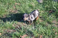 Noah, a male Miniature Dachshund for sale in Weaubleau, MO – Photo 2 of 10