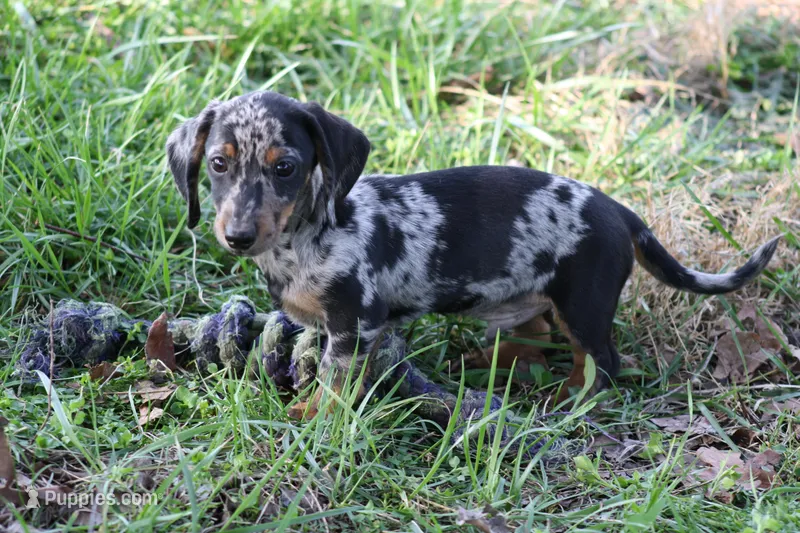Noah – Miniature Dachshund puppy for sale in Weaubleau, MO