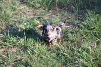 Noah, a male Miniature Dachshund for sale in Weaubleau, MO – Photo 4 of 10