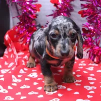Noah, a male Miniature Dachshund for sale in Weaubleau, MO – Photo 9 of 10