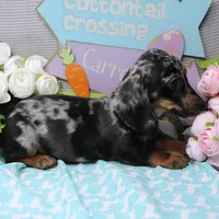 Noah, a male Miniature Dachshund for sale in Weaubleau, MO – Photo 8 of 10