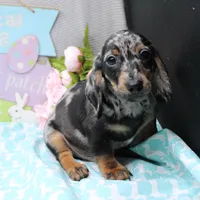 Noah, a male Miniature Dachshund for sale in Weaubleau, MO – Photo 7 of 10