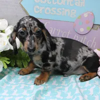 Noah, a male Miniature Dachshund for sale in Weaubleau, MO – Photo 6 of 10