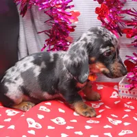 Noah, a male Miniature Dachshund for sale in Weaubleau, MO – Photo 10 of 10