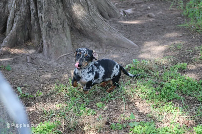 Noah – Miniature Dachshund puppy for sale in Weaubleau, MO