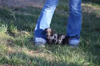 Noah, a male Miniature Dachshund for sale in Weaubleau, MO – Photo 3 of 10
