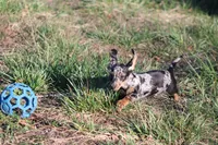 Noah, a male Miniature Dachshund for sale in Weaubleau, MO – Photo 1 of 10