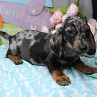 Noah, a male Miniature Dachshund for sale in Weaubleau, MO – Photo 5 of 10