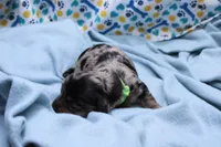 Sparrow, a male Miniature Dachshund for sale in Weaubleau, MO – 5 of 9