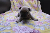 Pat, a male French Bulldog for sale in Weaubleau, MO – 4 of 8