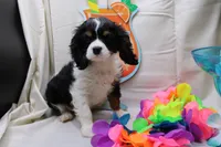 Tobin, a male Cavalier King Charles Spaniel for sale in Weaubleau, MO – 2 of 4