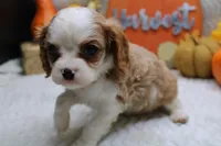 Camden, a male Cavalier King Charles Spaniel for sale in Weaubleau, MO – Photo 7 of 10