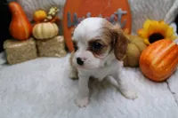 Camden, a male Cavalier King Charles Spaniel for sale in Weaubleau, MO – Photo 9 of 10