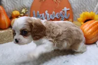 Camden, a male Cavalier King Charles Spaniel for sale in Weaubleau, MO – Photo 10 of 10