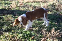 Camden, a male Cavalier King Charles Spaniel for sale in Weaubleau, MO – Photo 6 of 10