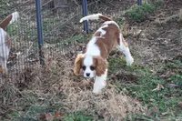 Camden, a male Cavalier King Charles Spaniel for sale in Weaubleau, MO – Photo 1 of 10