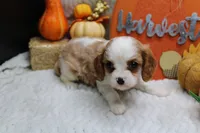 Camden, a male Cavalier King Charles Spaniel for sale in Weaubleau, MO – Photo 8 of 10