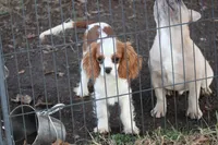 Camden, a male Cavalier King Charles Spaniel for sale in Weaubleau, MO – Photo 2 of 10