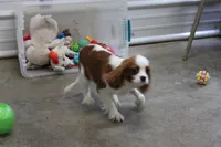 Camden, a male Cavalier King Charles Spaniel for sale in Weaubleau, MO – Photo 4 of 10